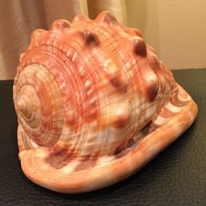 Large shell decoration